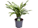 Trendyplants - Aglaonema Juliette - Pianta D'appartamento - Altezza 30-50 Cm - Dimensioni Vaso Ø12Cm