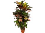 Trendyplants - Codiaeum Iceton Ramificato - Croton - Pianta D'appartamento - Altezza 110-130 Cm - Dimensioni Vaso Ø21Cm