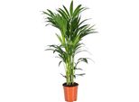 Trendyplants - Palma Kentia - Howea Forsteriana - Pianta D'appartamento - Altezza 150-170 Cm - Dimensioni Vaso Ø24Cm