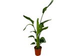 Trendyplants - Strelitzia Nicolai - Fiore Dell'uccello Del Paradiso - Pianta D'appartamento - Altezza 150-170 Cm - Dimensione Vaso Ø21Cm
