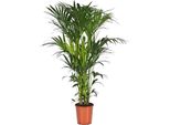 Trendyplants - Palma Kentia - Howea Forsteriana - Pianta D'appartamento - Altezza 170-190 Cm - Dimensioni Vaso Ø24Cm