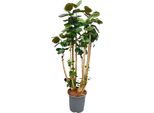 Trendyplants - Polyscias Fabian - Aralia - Pianta D'appartamento - Altezza 150-170 Cm - Dimensioni Vaso Ø30Cm