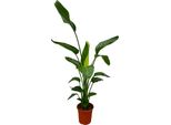 Trendyplants - Strelitzia Nicolai - Fiore Dell'uccello Del Paradiso - Pianta D'appartamento - Altezza 160-180 Cm - Dimensione Vaso Ø21Cm