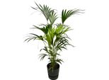 Trendyplants - Palma Kentia Con Elho Greenville Rotonda Nera - 160 Cm - Ø30Cm