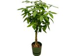Trendyplants - Pachira Aquatica Incluso Elho Greenville Rotondo Verde - 160 Cm - Ø30Cm