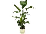 Trendyplants - Strelitzia Nicolai Incluso Elho Greenville Rotondo Bianco - 160 Cm - Ø30Cm