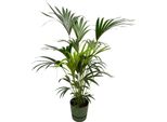 Trendyplants - Palma Kentia Inclusa Elho Greenville Rotondo Verde - 160 Cm - Ø30Cm