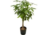 Trendyplants - Pachira Aquatica Con Elho Greenville Round Nero - 160 Cm - Ø30Cm
