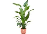 Trendyplants - Strelitzia Nicolai Incluso Elho Vibes Fold Round Rosa - 170 Cm - Ø30Cm