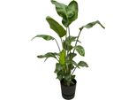 Trendyplants - Strelitzia Nicolai Incluso Elho Greenville Rotondo Nero - 160 Cm - Ø30Cm
