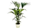 Trendyplants - Palma Kentia Con Elho Greenville Rotonda Bianca - 160 Cm - Ø30Cm
