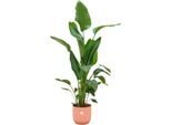Trendyplants - Strelitzia Nicolai Compreso Elho Vibes Fold Round Rosa - 160 Cm - Ø30Cm