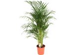 Trendyplants - Palma Areca - Palma D'oro - Pianta D'appartamento - Altezza 150-170 Cm - Dimensioni Vaso Ø24Cm