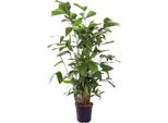 Trendyplants - Caryota Mitis - Palma A Coda Di Pesce - Pianta D'appartamento - Altezza 130-150 Cm - Dimensioni Vaso Ø24Cm