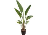 Trendyplants - Strelitzia Augusta - Fiore Dell'uccello Del Paradiso - Pianta D'appartamento - Altezza 170-190 Cm - Dimensioni Vaso Ø30Cm
