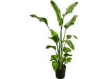 Trendyplants - Strelitzia Nicolai Incluso Elho Greenville Round Nero - 170 Cm - Ø30Cm