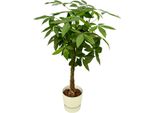 Trendyplants - Pachira Aquatica Con Elho Greenville Round Bianco - 160 Cm - Ø30Cm