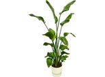 Trendyplants - Strelitzia Nicolai Incluso Elho Greenville Rotondo Bianco - 170 Cm - Ø30Cm