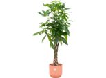 Trendyplants - Pachira Aquatica Con Elho Vibes Fold Round Rosa - 160 Cm - Ø30Cm