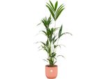 Trendyplants - Palma Kentia Inclusa Elho Vibes Fold Round Rosa - 160 Cm - Ø30Cm
