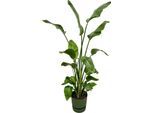 Trendyplants - Strelitzia Nicolai Incluso Elho Greenville Verde Rotondo - 170 Cm - Ø30Cm
