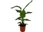 Trendyplants - Strelitzia Nicolai - Fiore Dell'uccello Del Paradiso - Pianta D'appartamento - Altezza 60-80 Cm - Dimensioni Vaso Ø17Cm