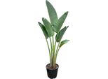 Trendyplants - Strelitzia Augusta - Fiore Dell'uccello Del Paradiso - Pianta D'appartamento - Altezza 150-170 Cm - Dimensione Vaso Ø28Cm