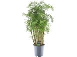 Trendyplants - Polyscias Hawaiiana Ming - Aralia - Pianta D'appartamento - Altezza 80-100 Cm - Dimensioni Vaso Ø19Cm