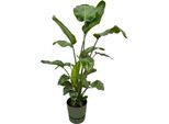 Trendyplants - Strelitzia Nicolai Incluso Elho Greenville Verde Rotondo - 160 Cm - Ø30Cm