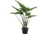 Trendyplants - Alocasia Portodora - Spiga D'elefante - Pianta D'appartamento - Altezza 130-150 Cm - Dimensioni Vaso Ø35Cm