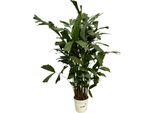 Trendyplants - Caryota Mitis - Palma A Coda Di Pesce - Pianta D'appartamento - Altezza 110-130 Cm - Dimensioni Vaso Ø19Cm