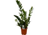 Trendyplants - Zamioculcas - Pianta D'appartamento - Altezza 65-85 Cm - Dimensioni Vaso Ø17Cm