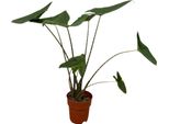 Trendyplants - Alocasia Zebrina - Pianta D'appartamento - Altezza 70-90 Cm - Dimensioni Vaso Ø19Cm