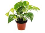 Set Di 2 Epipremnum Scindapsus Epipremnum Ivy Tute Pentola 12Cm