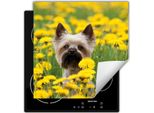 Darhaus Piastra Di Copertura Per Stufa 50X52 Cm Tappetino Antiscivolo Roll-Up, Cane - Fiori