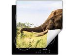 Darhaus Piastra Di Copertura Per Fornelli 50X52 Cm Tappetino Antiscivolo Arrotolabile, Elefante