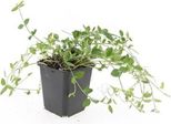 Copertura Del Terreno - Pervinca A Foglie Piccole - Vinca Minor 'Gertrude Jekyll' - Vaso Da 9 Cm - Set Di 12 Piante