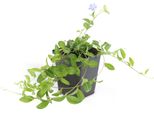 Copertura Del Terreno - Pervinca A Foglie Piccole - Vinca Minor 'La Grave' - Vaso Da 9 Cm - Set Di 12 Piante