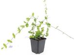 Copertura Del Terreno - Pervinca A Foglie Piccole - Vinca Minor 'Blue And Gold' - Vaso Da 9 Cm - Set Di 12 Piante