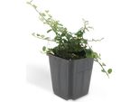 Copertura Del Terreno - Nespolo Strisciante - Cotoneaster Prostratus 'Queen Of Carpets' - 9 Cm - Set Di 60 Piante