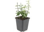 Copertura Del Terreno - Fuso Strisciante - Euonymus Fortunei 'Harlequin' - Vaso Da 9 Cm - Set Di 6 Piante