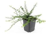 Copertura Del Terreno - Fuso Strisciante - Euonymus Fortunei 'Minimus' - Vaso Da 9 Cm - Set Di 60 Piante