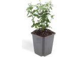 Copertura Del Terreno - Fuso Strisciante - Euonymus Fortunei Radicans - Vaso Da 9 Cm - Set Di 60 Piante