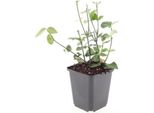 Copertura Del Terreno - Fuso Strisciante Viola - Euonymus Fortunei 'Coloratus' - Vaso Da 9 Cm - Set Di 60 Piante
