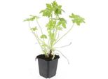 Copertura Del Terreno - Geranium Macrorrhizum - Vaso Da 9 Cm - Set Di 12 Piante