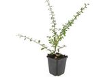 Copertura Del Terreno - Cotoneaster 'Coral Beauty' - Vaso Da 9 Cm - Set Di 60 Piante