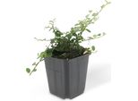 Copertura Del Terreno - Cotoneaster 'Streib's Findling' - Vaso Da 9 Cm - Set Di 60 Piante