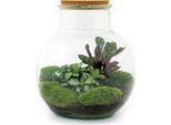 Bottiglia Da Giardino Teddy Terrario Per Piante Fai Da Te Alto 27 Cm Con Pianta Di Calathea Incl. Pala E Rastrello