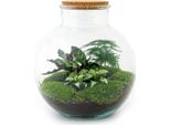 Giardino In Bottiglia "Bolder Bob"" - Terrario Per Piante Fai Da Te - Altezza 30 Cm - Con Calathea"