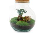 Bottiglia Da Giardino "Teddy"" - Terrario Vegetale Fai Da Te - Altezza 27 Cm - Con Ficus Ginseng - Bonsai"